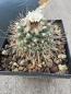 Preview: Turbinicarpus swobodae